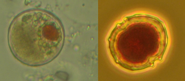 Apocalathium malmogiense